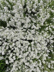 Alyssum white flower plant nature background. Lobularia plant petal bud