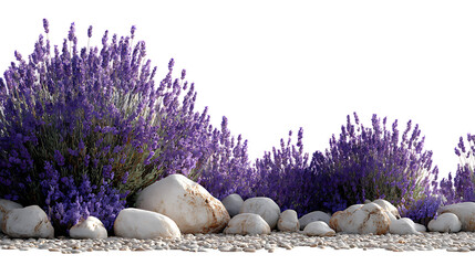 Row of vibrant purple lavender plants and various natural stones on ground level, isolated on transparent background
