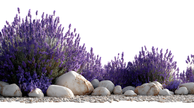 Row of vibrant purple lavender plants and various natural stones on ground level, isolated on transparent background