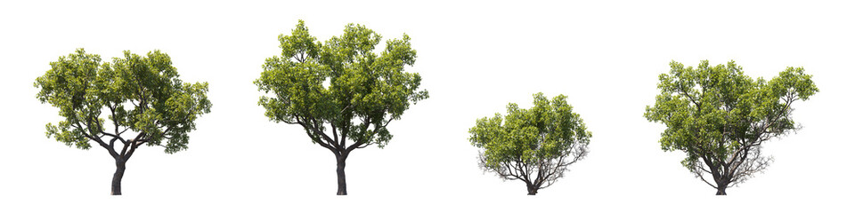 Trees collection isolated on transparent backgrounds. high quality 3d rendering. png format	
