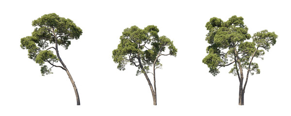 Forest trees collection isolated on transparent backgrounds. high quality 3d rendering. png format	

