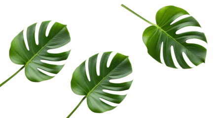 Three vibrant green Monstera deliciosa leaves, pristine and perfectly formed, flat lay on a transparent background with copy space, natural elegance concept