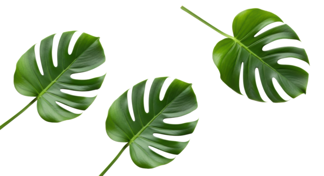 Three vibrant green Monstera deliciosa leaves, pristine and perfectly formed, flat lay on a transparent background with copy space, natural elegance concept