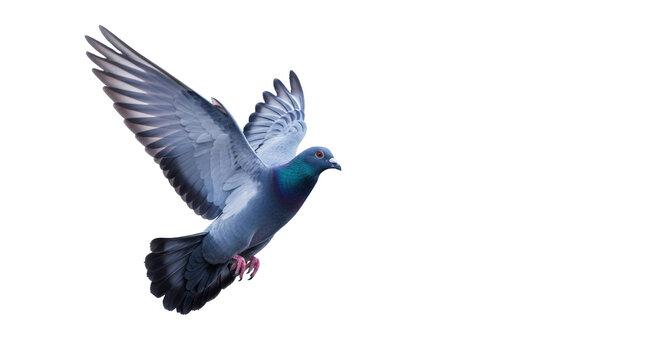 A powerful racing pigeon, iridescent blue-grey feathers, wings outstretched, soaring mid-flight against a blurred futuristic digital network background. Concept of swift communication, global reach