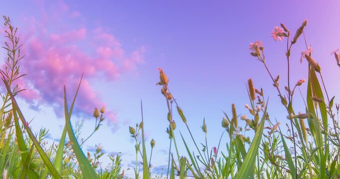 Meadow wild flowers during sunset Time Lapse, Time-lapse. Slider Hyperlapse. Meadow grassland at evening sunset time. Silene Latifolia Subsp. Alba. Formerly Melandrium Album. White Campion Is A