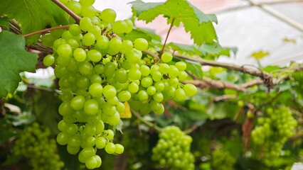 Black opal grapes hanging on vine in grape farm.