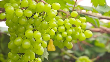 Black opal grapes hanging on vine in grape farm.