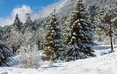 The first snow covers the trees and the sun lights up the beautiful landscape