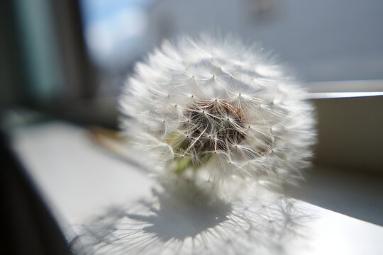 A dandelion seed head on a windowsill casting a shadow in the bright sunshine light