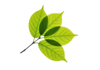 Small, slender branch with vibrant, true-to-life green leaves, delicate veins, translucent texture, isolated against a pristine transparent background, concept of new growth and sustainability