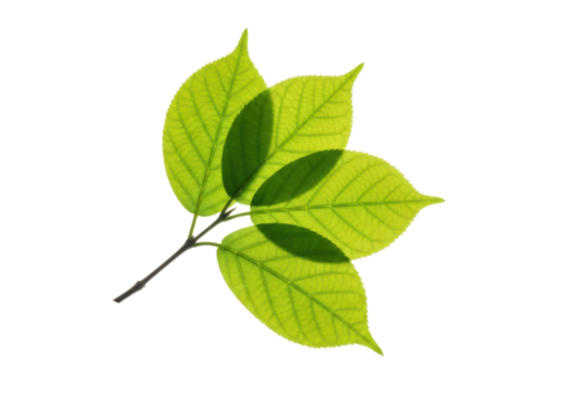 Small, slender branch with vibrant, true-to-life green leaves, delicate veins, translucent texture, isolated against a pristine transparent background, concept of new growth and sustainability