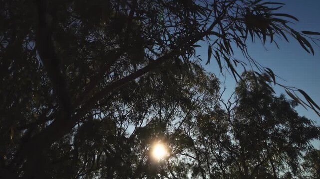 Orbit wide angle shot of Gumtrees, Australian bush with sunflare