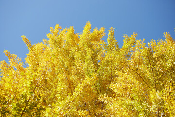 Fototapeta premium 秋の青空と黄色いイチョウの木の風景