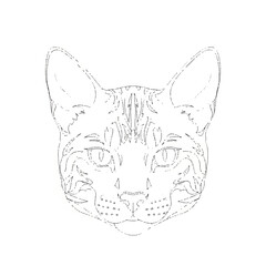 Fototapeta premium A close-up illustration of a grumpy domestic cat with distinctive grey tabby stripes and piercing green eyes, conveying an annoyed or displeased expression