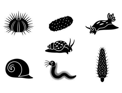 Collection of marine and garden invertebrate animals, a sea urchin, sea cucumber, sea slug, snail, worm, and spiny snail
