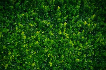 Dense green foliage background vibrant natural texture perfect for wallpaper or organic design elements