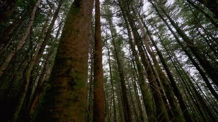 POV view from below at pine tree tops with green foliage on sunny day. Sun rays come through the tree crowns - Powered by Adobe