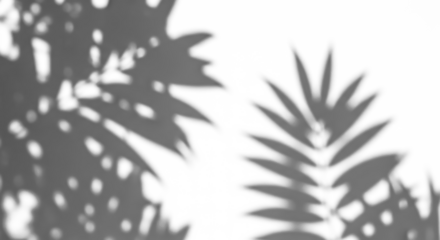 Blurred tropical palm leaf shadows on a white background