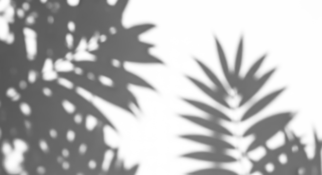 Blurred tropical palm leaf shadows on a white background