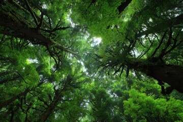 Surrounded by tall trees and vibrant green leaves in a dense forest canopy during daylight creates a tranquil atmosphere perfect for relaxation and nature exploration