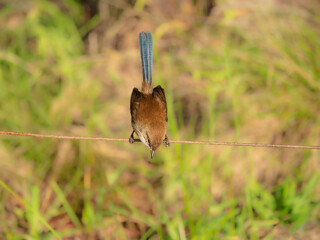 Upside Down Plain Fairy Wren