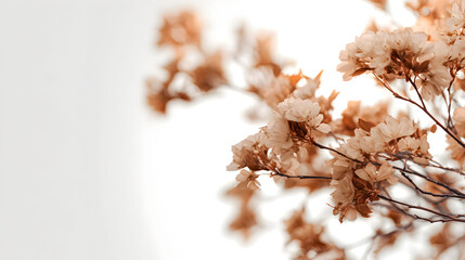 Delicate dried flowers on a light background with soft focus