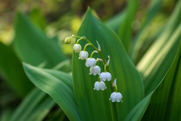 Delicate white lily of the valley flowers blooming in greenery