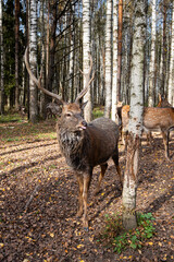 Close-up view of a dappled deer with antlers in a wooded area during autumn sunlight