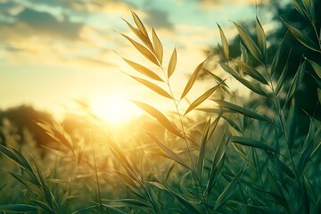 Golden Sunset Rays Through Green Grass Blades at Dusk with Natures Beauty.