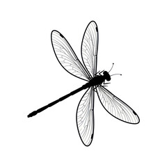 Elegant black and white line art illustration of a dragonfly.