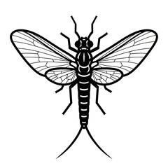 Detailed Line Art of a Mayfly Insect with Wings Spread.