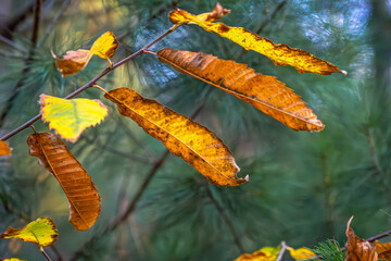 Zwischen den Nadelzweigen schwebt ein goldener Atemzug des Novembers. Diese Blätter – dünn wie...