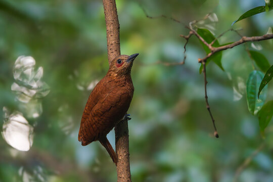 Rufous Woodpecker perched on a tree, displaying its rich rufous plumage and distinctive red crown, captured in natural forest habitat.