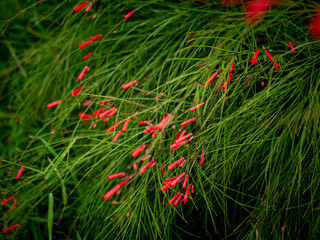 Red Russelia Equisetiformis Firecracker Plant Tubular Flowers Blooming on Green Background Bokeh