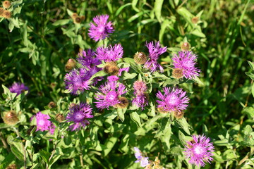 Vibrant Purple Wildflowers in a Sunny Meadow