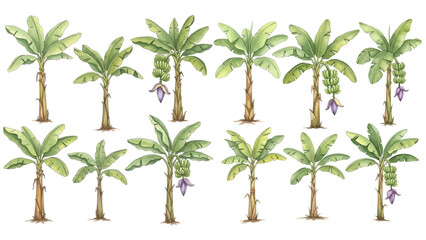 A collection of watercolor banana palm trees with large green leaves, fruit, and flowers on a transparent background. © liana