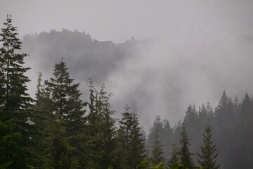 Moody Landscape of Evergreen Trees Emerging from Thick Morning Mist