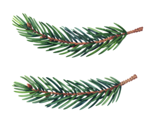 Two fir tree branches isolated on transparent background, showcasing vibrant green needles and brown stems
