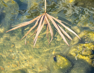 A dead water soldier plant floats in clear shallow water with leaves splayed out and gentle ripples surround it. Bright sunshine shows the green water plant life below.
