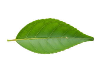 Single green citrus leaf isolated on transparent background