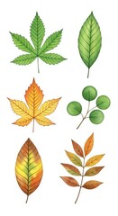 Fototapeta premium Watercolor set of diverse autumn and green leaves isolated on white