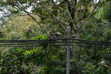 A monkey sitting and eating from a plastic bag with the sea in the background.