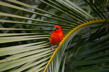 Vibrant red bird perching on palm tree leaf
