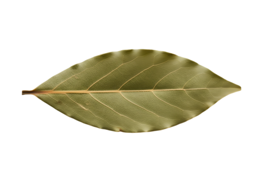 Single dried bay leaf isolated on transparent background