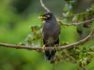 Blackbird with yellow beak perching in natural environment 