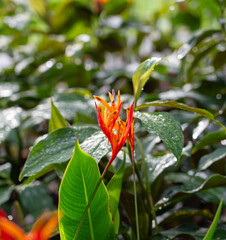 Heliconia with dark reds and yellows, surround by dark green leaves and water drops, a very wet environment.