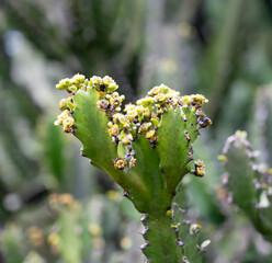 Mottled spurge with spikes and green and blurred background.