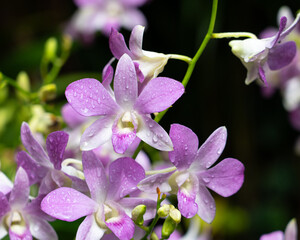 Light purple orchids in morning light with water droplets and blurred background.