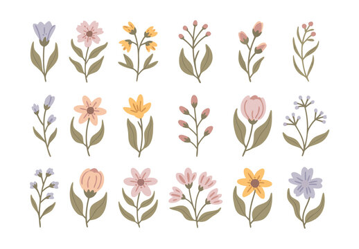 Flat Floral Wildflower Botanical Vector Design Collection