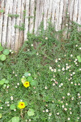 Beautiful white wild flower on wooden fence in garden